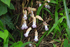 Aeginetia indica