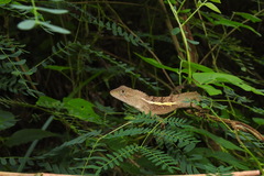 Diploderma swinhonis