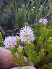 Stilbe ericoides