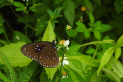 Euploea sylvester