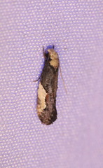 Monopis longella