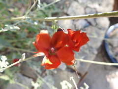 Sphaeralcea hastulata
