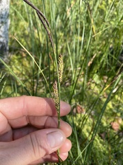 Carex nigra