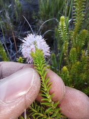 Stilbe ericoides