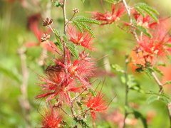 Calliandra tweediei