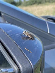 Tabanus nigrovittatus