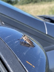 Tabanus nigrovittatus