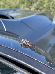 Tabanus nigrovittatus