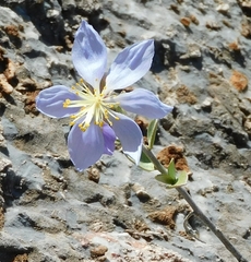 Setchellanthus caeruleus