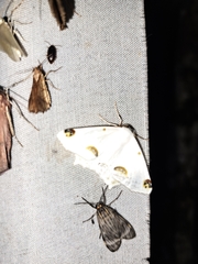 Sericoptera mahometaria