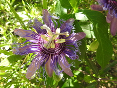 Passiflora