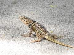 Sceloporus magister