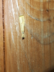 Agriphila vulgivagellus