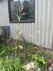 Sorghastrum nutans