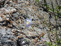 Setchellanthus caeruleus