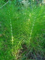 Equisetum telmateia telmateia