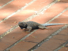 Sceloporus clarkii