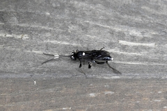 Vulgichneumon leucaniae