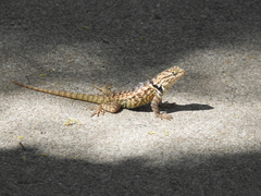 Sceloporus magister