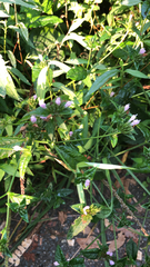 Elephantopus carolinianus