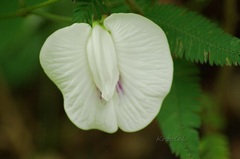 Centrosema pubescens