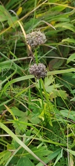 Allium strictum