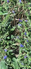 Echium vulgare