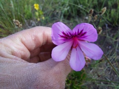 Pelargonium betulinum