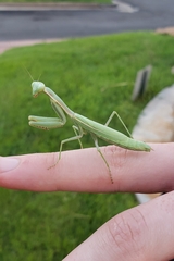 Schizomantodea