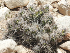 Corynopuntia invicta