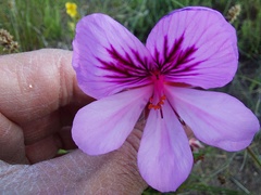 Pelargonium betulinum