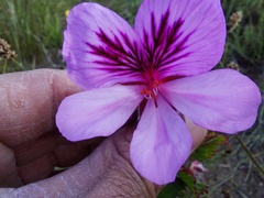 Pelargonium betulinum