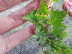 Pelargonium betulinum