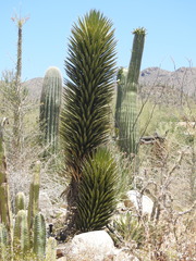 Yucca valida