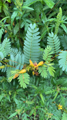 Chamaecrista fasciculata