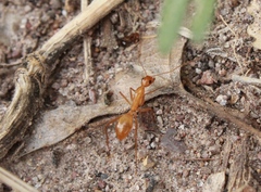 Tanaemyrmex