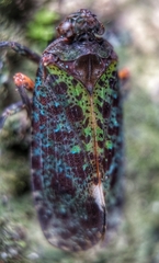 Penthicodes bimaculatus