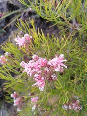 Serruria fasciflora