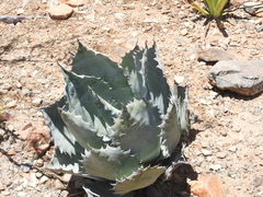 Agave potatorum