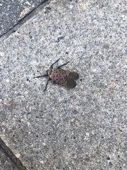 Lycorma delicatula