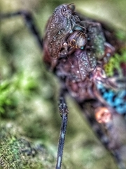 Penthicodes bimaculatus