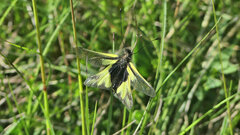 Libelloides coccajus