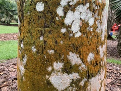 Polycauliona candelaria