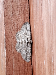 Anavitrinella pampinaria