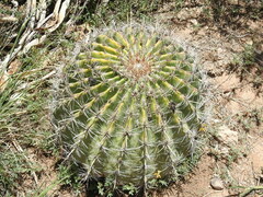 Ferocactus wislizeni