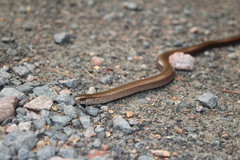 Anguis fragilis