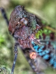 Penthicodes bimaculatus