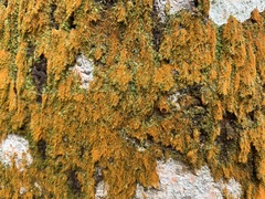 Polycauliona candelaria