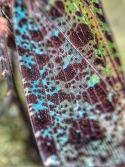 Penthicodes bimaculatus