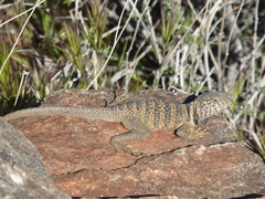 Crotaphytus bicinctores